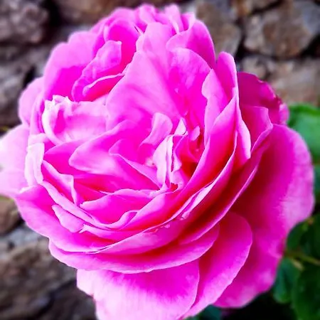 Διαμέρισμα Garden Natasa